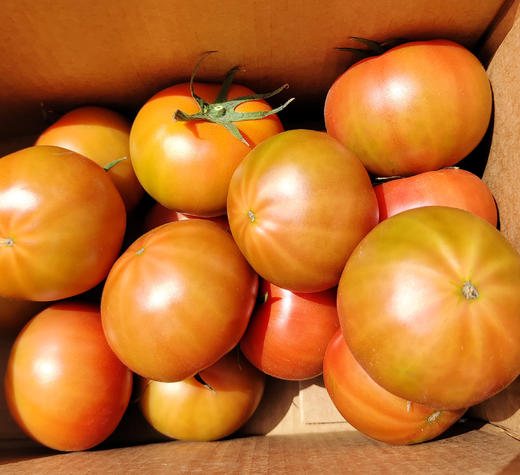 海阳水果西红柿 自然熟 适合生吃，排单发货中，不接急单 商品图3
