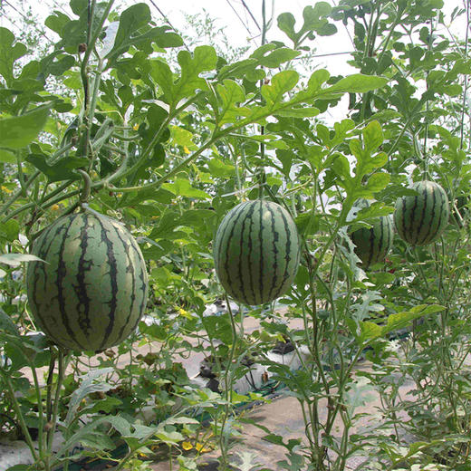 【手撕西瓜】顺丰包邮 山东聊城手撕小西瓜2k火山小西瓜4-5斤 商品图5