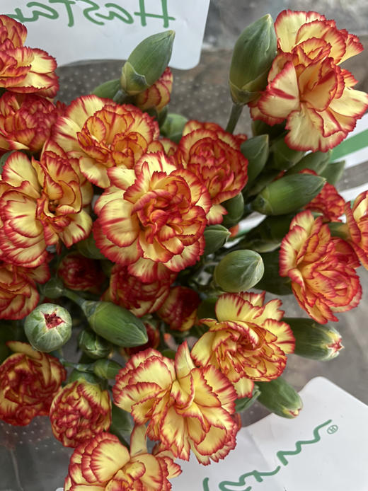 【稀有系列】多丁康乃馨-卡林波  橙底红边  约20枝/扎 商品图6