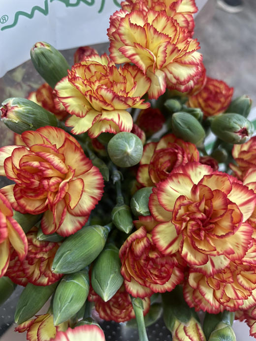 【稀有系列】多丁康乃馨-卡林波  橙底红边  约20枝/扎 商品图5