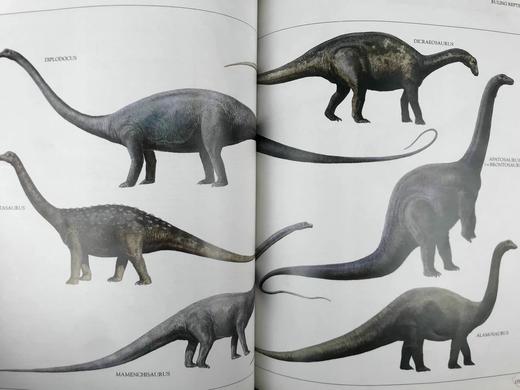 恐龙与史前动物图解百科全书 数百幅彩色插图 精装大16开 商品图7