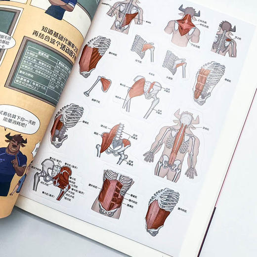写给健身者的运动解剖学漫画版 健身训练书籍 肌肉图解健身知识 仰望尾迹云 商品图2
