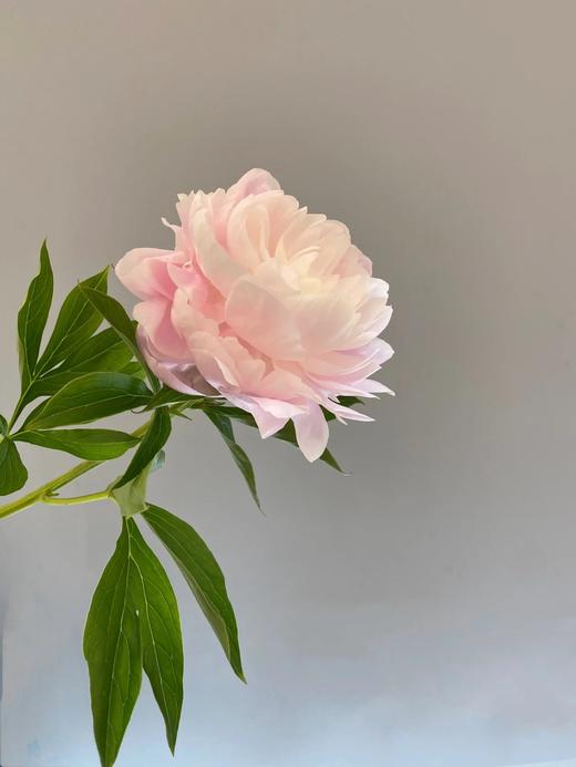 新西兰进口芍药花Roosevelt 罗斯福1支 商品图5