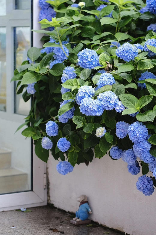 【绿植现货】蓝色无尽夏绣球35～45（现货，下单即可到店自提） 商品图1