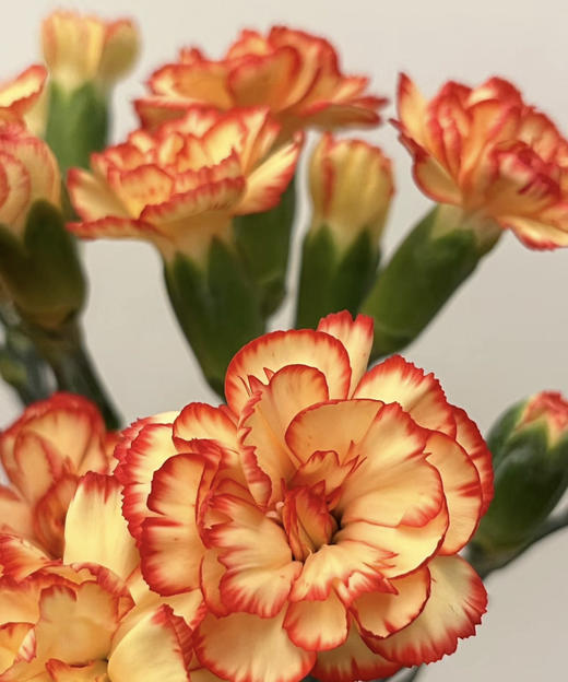 【稀有系列】多丁康乃馨-卡林波  橙底红边  约20枝/扎 商品图4