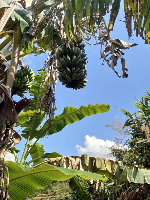 合作产品/生态芭蕉干 商品图3