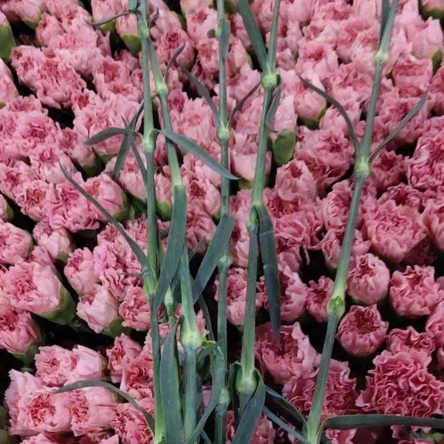 康乃馨粉钻AB级