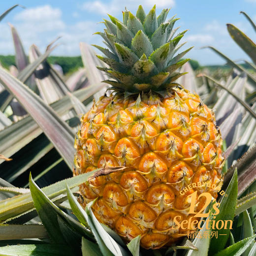 海南芒果凤梨 芒果+凤梨的多重香气 超高甜度 口感细嫩多汁  顺丰京东快递 商品图13
