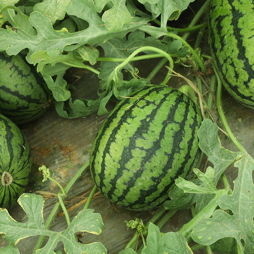 【手撕西瓜】顺丰包邮 山东聊城手撕小西瓜2k火山小西瓜4-5斤 商品图6