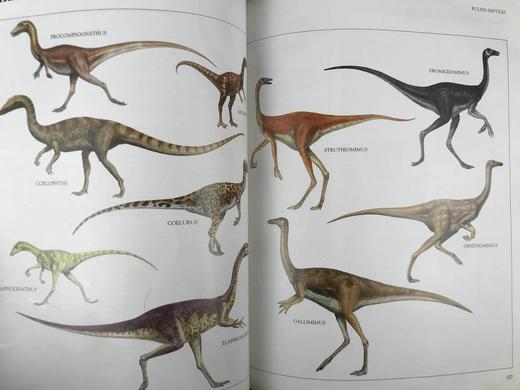 恐龙与史前动物图解百科全书 数百幅彩色插图 精装大16开 商品图13
