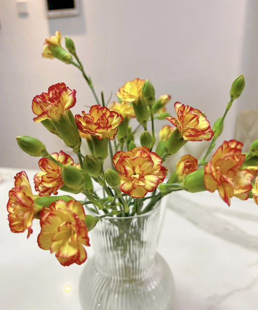 【稀有系列】多丁康乃馨-卡林波  橙底红边  约20枝/扎 商品图1