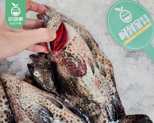冰鲜老虎斑鱼（杀完）/1份（3-4条，共350-400g） 商品图1