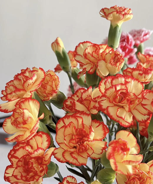 【稀有系列】多丁康乃馨-卡林波  橙底红边  约20枝/扎 商品图3