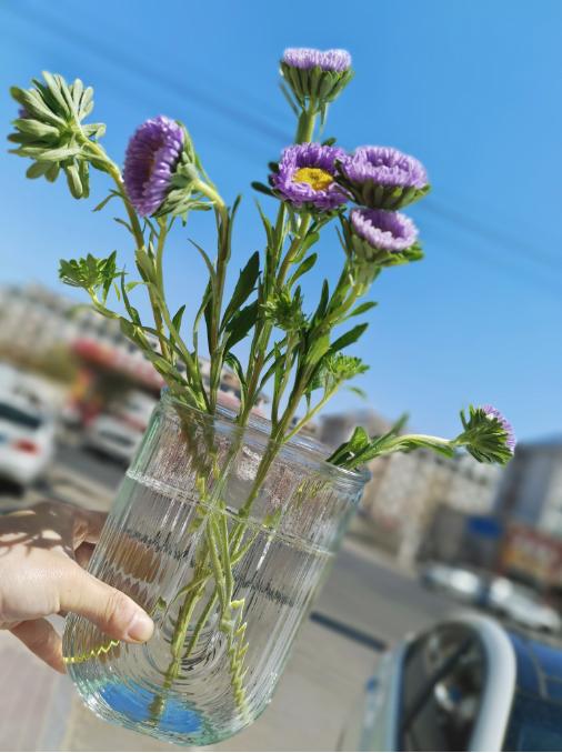 翠菊4支（拼团） 商品图0