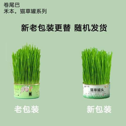 卷尾巴禾本猫草有机无土水培即食化毛球懒人小麦猫草种子15g/罐 商品图1