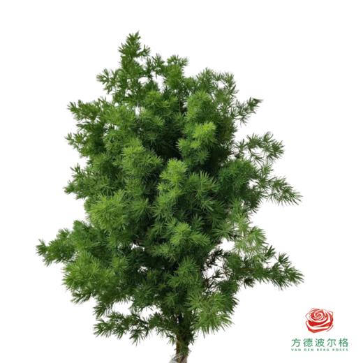 蓬莱松 商品图0