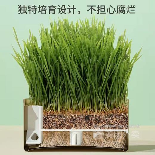 卷尾巴禾本猫草有机无土水培即食化毛球懒人小麦猫草种子15g/罐 商品图2