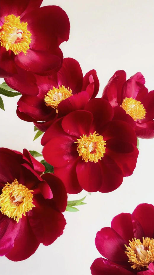 【预售！4.20起陆续发出】伊利酋长【人间四月天，芍药铺庭前】简小姐精选复古色伊利酋长 2件包邮 顺丰空运直发 商品图4