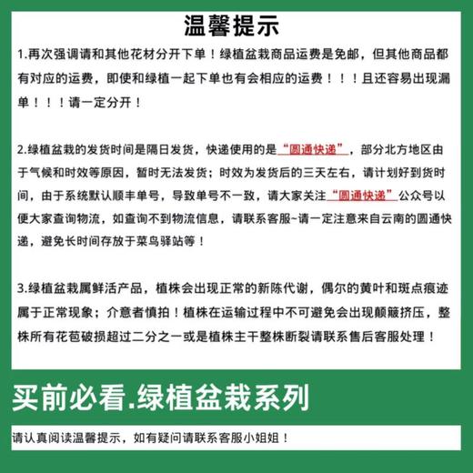 彩掌盆栽 彩虹火鹤花 多色可选（盆径11厘米-单盆装 带盆以及礼品袋） 圆通包邮 次日发货 昆明发货 商品图1