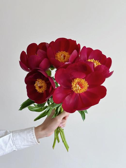 【预售！4.20起陆续发出】伊利酋长【人间四月天，芍药铺庭前】简小姐精选复古色伊利酋长 2件包邮 顺丰空运直发 商品图1