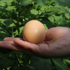 五峰农家鲜鸡蛋 谷物喂养柴鸡蛋30枚 商品缩略图6