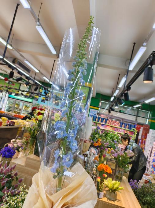 大飞燕一支（拼团） 商品图1