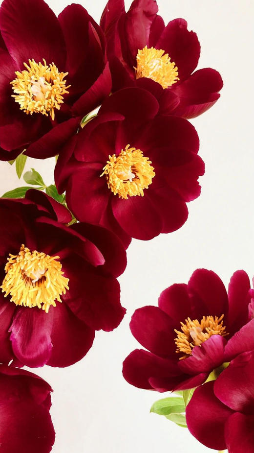 【预售！4.20起陆续发出】伊利酋长【人间四月天，芍药铺庭前】简小姐精选复古色伊利酋长 2件包邮 顺丰空运直发 商品图6