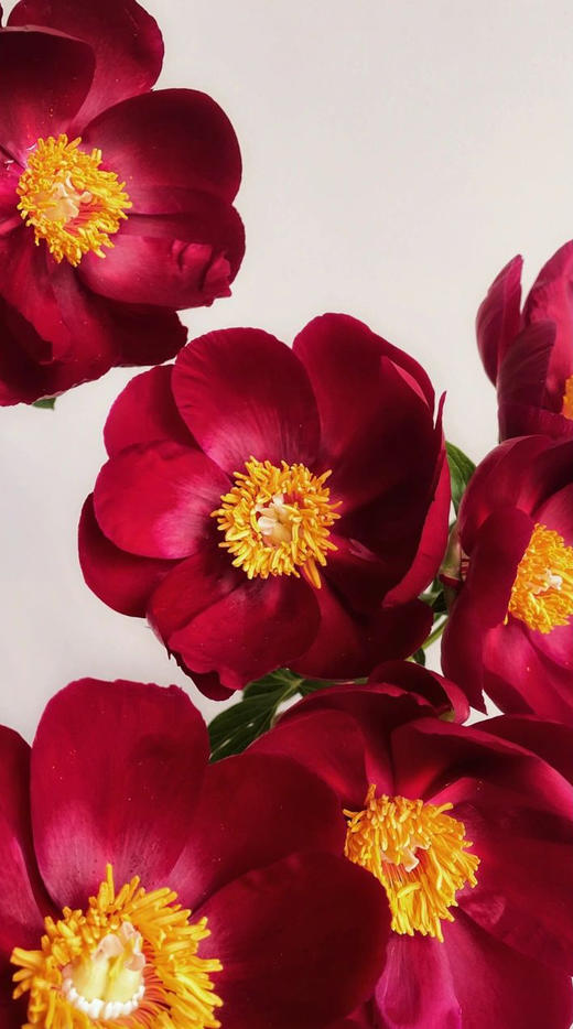 【预售！4.20起陆续发出】伊利酋长【人间四月天，芍药铺庭前】简小姐精选复古色伊利酋长 2件包邮 顺丰空运直发 商品图3