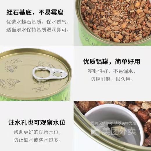 卷尾巴禾本猫草有机无土水培即食化毛球懒人小麦猫草种子15g/罐 商品图4