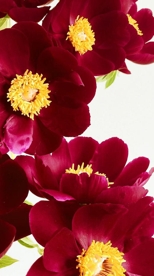 【预售！4.20起陆续发出】伊利酋长【人间四月天，芍药铺庭前】简小姐精选复古色伊利酋长 2件包邮 顺丰空运直发 商品图5