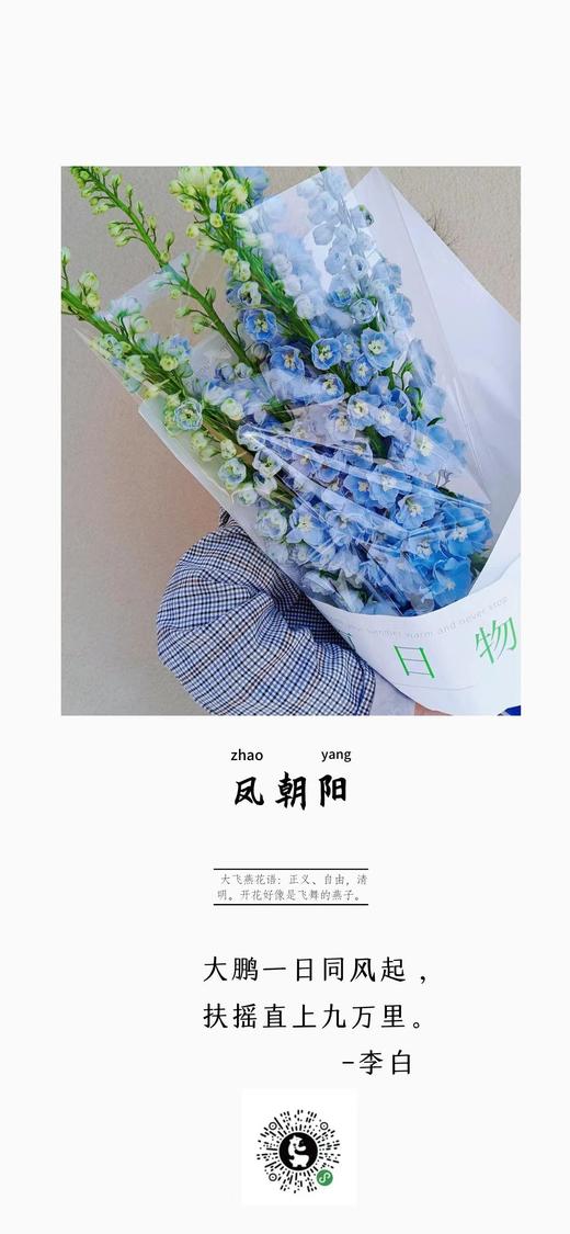 鳳朝阳 商品图3