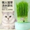 卷尾巴禾本猫草有机无土水培即食化毛球懒人小麦猫草种子15g/罐 商品缩略图0