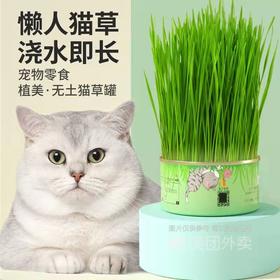 卷尾巴禾本猫草有机无土水培即食化毛球懒人小麦猫草种子15g/罐