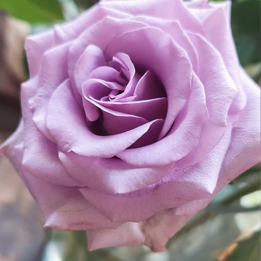 花店专用链接 商品图0