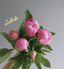 兰富士芍药(5月27日下午取花） 五月花神，重瓣大芍药 看富士，重瓣芍药的美颜来袭，飘飘欲仙一束5枝原价90元，团购价26元/束！ 商品缩略图2