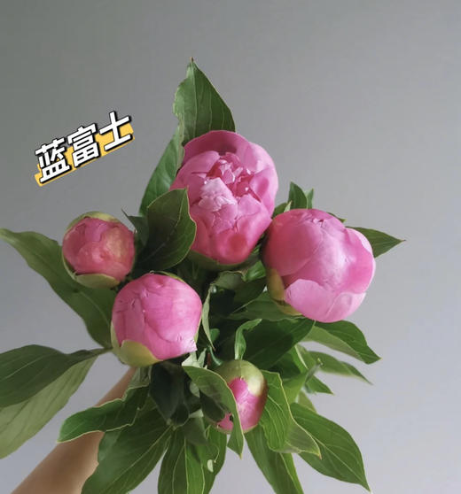兰富士芍药(5月27日下午取花） 五月花神，重瓣大芍药 看富士，重瓣芍药的美颜来袭，飘飘欲仙一束5枝原价90元，团购价26元/束！ 商品图2