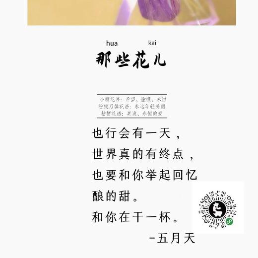 那些花儿 粉色 商品图1