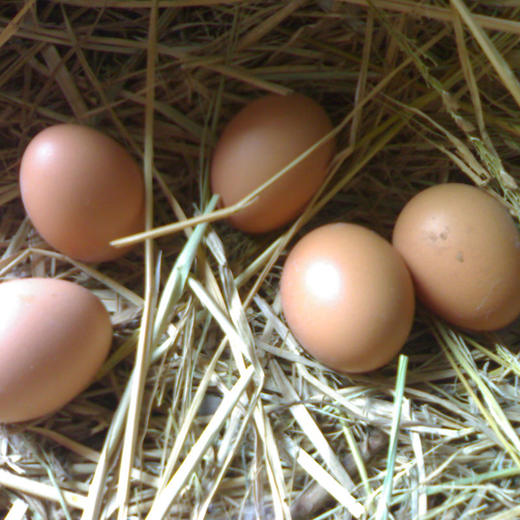 五峰农家鲜鸡蛋 谷物喂养柴鸡蛋30枚 商品图4