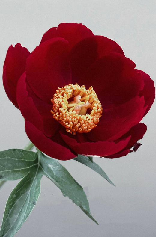 【预售！4.20起陆续发出】伊利酋长【人间四月天，芍药铺庭前】简小姐精选复古色伊利酋长 2件包邮 顺丰空运直发 商品图0