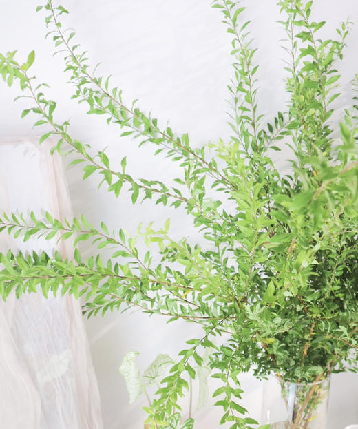 【夏日小清新】雪柳叶（绿色）若干枝/扎 商品图3