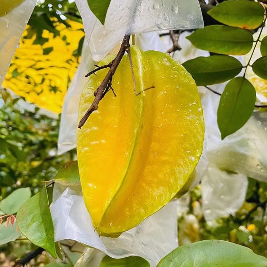 升级顺丰发货 满两箱减5元再送酸梅粉 【福建漳州杨桃 树上熟大果 】杨桃水果新鲜3斤 大果当季树上熟 清甜多汁 商品图10