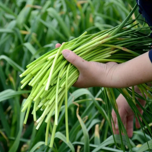 生态蒜苔（有机认证大蒜抽苔） 商品图5
