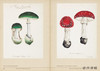 Mushroom Botanical Art / 蘑菇植物艺术 商品缩略图4