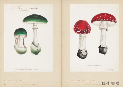 Mushroom Botanical Art / 蘑菇植物艺术 商品图4