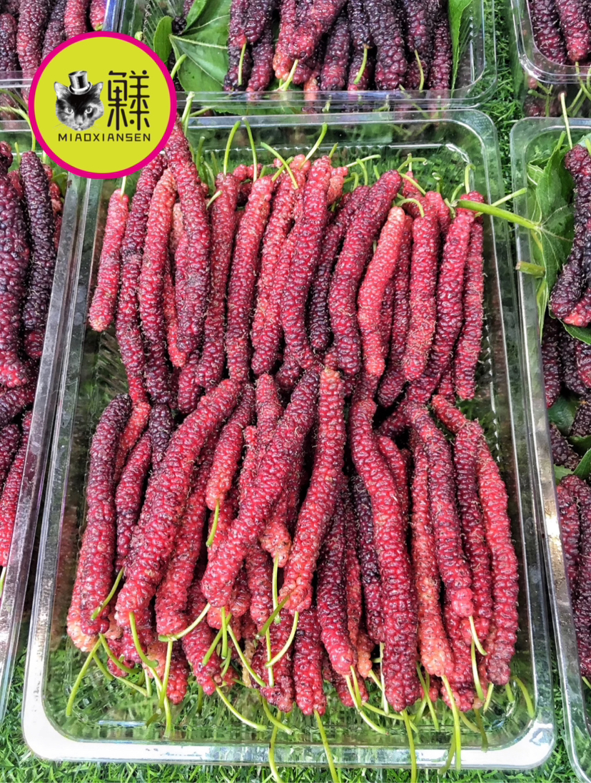 🛵马桑【毛毛虫桑葚】纯甜 限同城