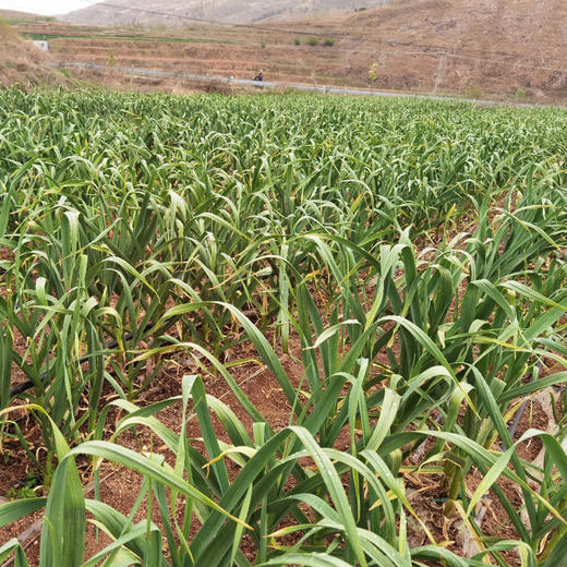 生态蒜苔（有机认证大蒜抽苔） 商品图8