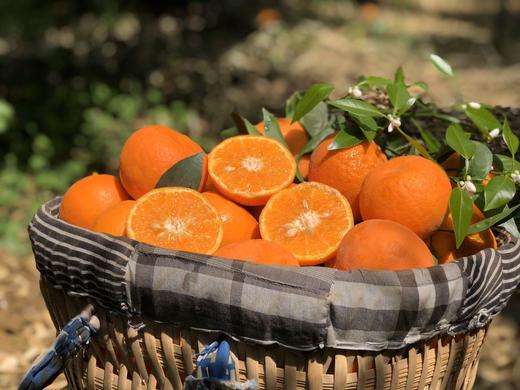 攀枝花超甜沃柑 商品图1