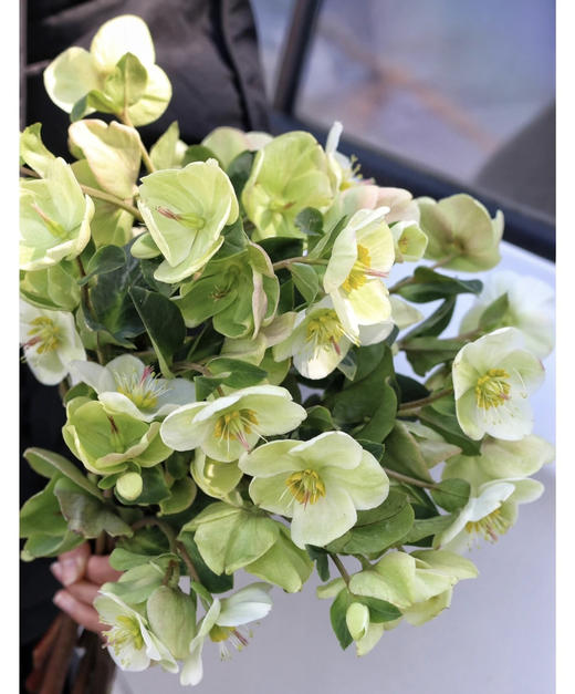 【超长待机】菟葵（单瓣）绿色 约5枝/扎 商品图1