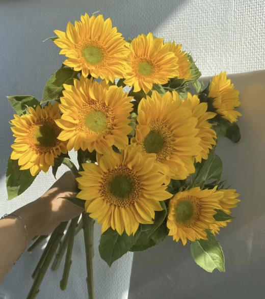 迷你绿心向日葵（5月27日下午取花）真的是绝美，太精致可爱了，一束4支原价68元，团购价19.9元一束 商品图3