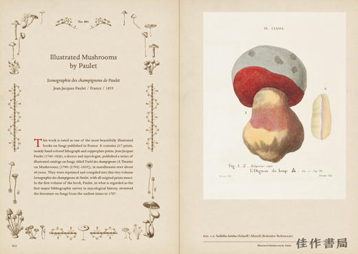 Mushroom Botanical Art / 蘑菇植物艺术 商品图1